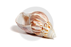 Small white-brown seashell on white background