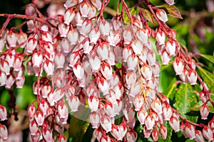 Small white bulbous spring flowers on red stems, among succulent green bush leaves