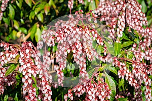 Small white bulbous spring flowers on red stems, among succulent green bush leaves