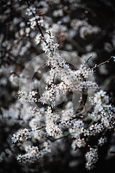 A Small White Bush Flowers