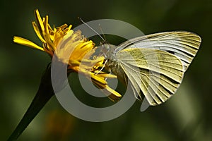 Small white butterfly