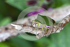 Small White Butterfly