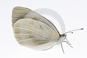 Small white butterfly