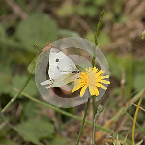 Small White Butterfly