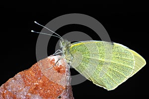 Small White butterfly