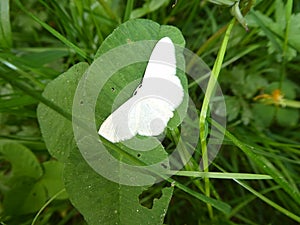 Small white butterfly moth falter in the forest photo
