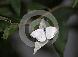 Small White Butterfly with brown edged wings