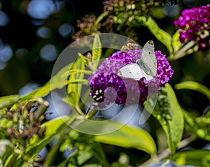 Small White Butterfly and Budlia