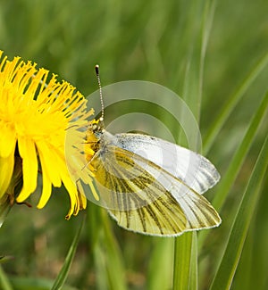 Small white butterfly on dandelion