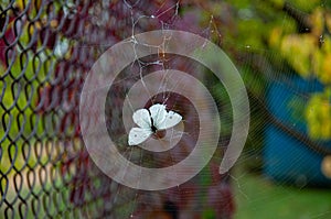Small white butterfly dying trapped into cobweb at blurred background. Fragility concept of life and death. Subtlety of nature