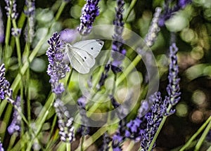 A small white butterfly feeding on lavender flower stem in an english garden