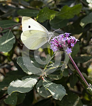 Small white butterfly feeding on purple verbena flower