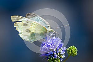 Small White butterfly feeding from a tatty cornflower