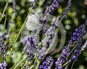 A small white butterfly flying amongst lavender flowers