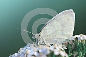 Small white butterfly genus Pieridae sitting on flower. photo