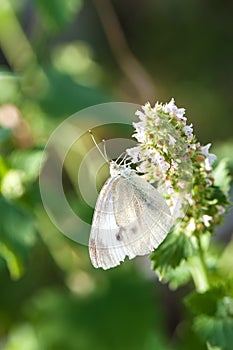 Small white butterfly on green leaf