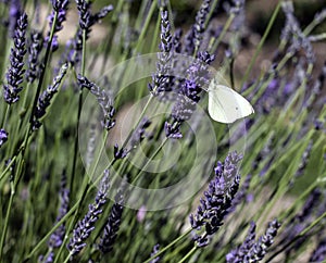A small white butterfly perched on a lavender flower