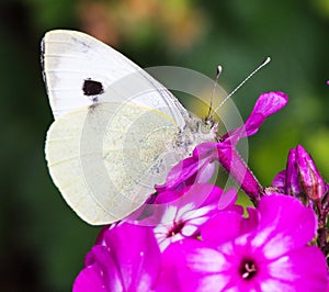 A Small White butterfly perched on a purple