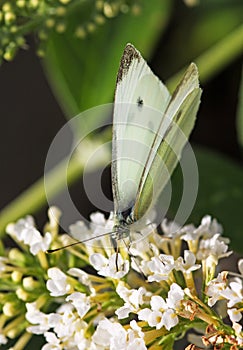 A Small White butterfly perched on a white flower