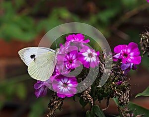 A Small White butterfly on a Phlox flower