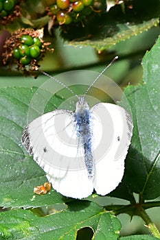 Small White Butterfly - Pieris rapae