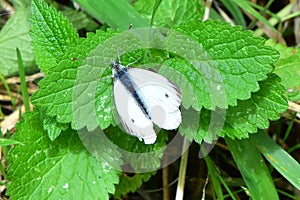 Small White Butterfly - Pieris rapae