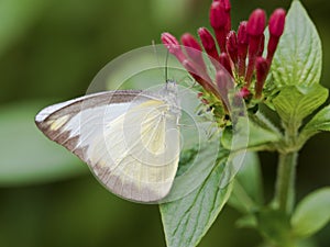 Small white butterfly,Pieris rapae