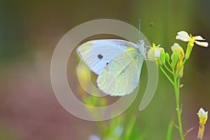 Small White butterfly (Pieris Rapae)