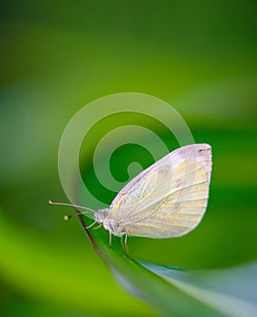 Small White butterfly (Pieris Rapae)