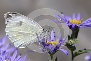 Small White Butterfly Pieris rapae on Aster x frikartii `Monch