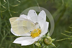 Small White Butterfly (Pieris rapae) on Cosmos