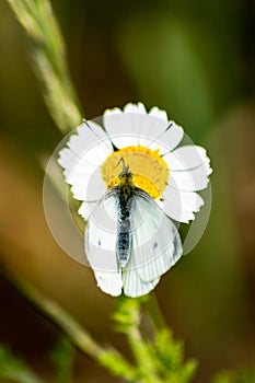 Small White Butterfly Pieris rapae on a Daisy Flower