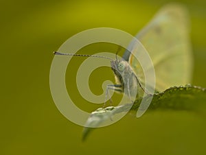 Small White Butterfly (Pieris rapae) on leaf