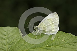 Small white butterfly, Pieris rapae