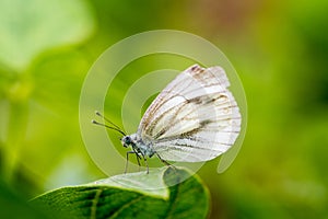 Small white butterfly or Pieris rapae standing on the leaf