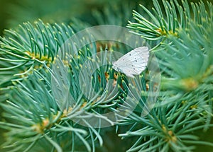 Small white butterfly photo