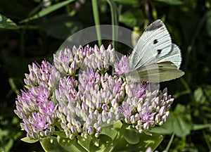 Small white butterfly on pink sedum flower