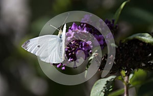 Small white Butterfly pollinating some buddleia with a green background