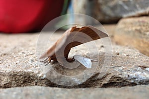 A small white butterfly protected by the wings of a large brown moth on a stone surface