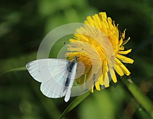 The Small White butterfly