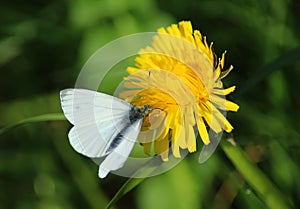 The Small White butterfly