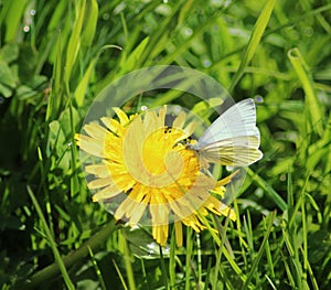The Small White butterfly