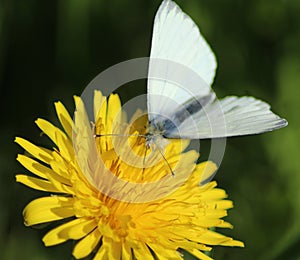 The Small White butterfly