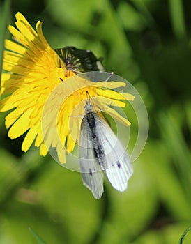 The Small White butterfly