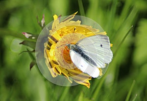 The Small White butterfly