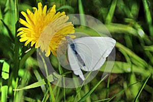 The Small White butterfly