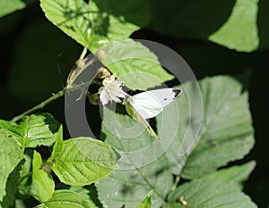 Small White butterfly