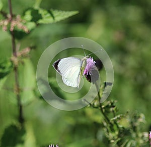 Small White butterfly