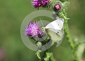 Small White butterfly