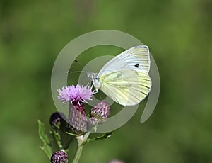 Small White butterfly